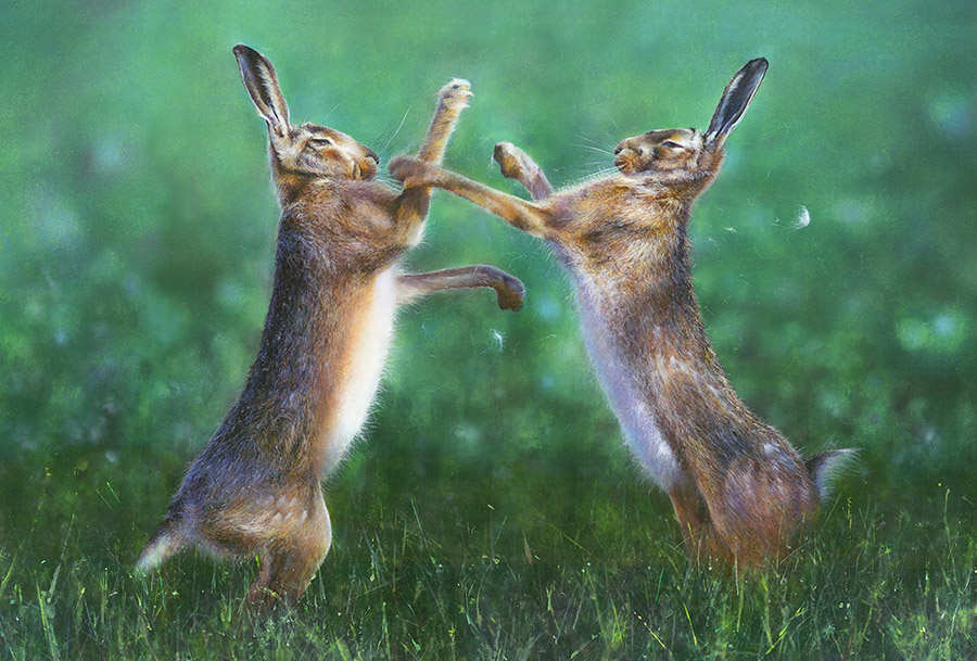 james-green-boxing-hares-painting